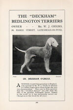 Bedlington terrier old for sale  COLEFORD