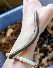 Giant olive millipede for sale  LONDON