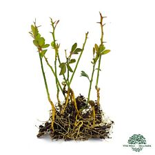 PONCIRUS TRIFOLIATA OFFERTA 10 piante a radice nuda citrus triptera portainnesto, usato usato  Sonnino