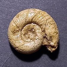 Lytoceras rugiferum fossile usato  Italia