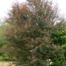 Prunus cerasifera prunier d'occasion  Pouzauges
