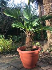 Trachycarpus wagnerianus large for sale  WINDSOR
