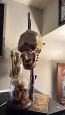 Skull dental phantom for sale  Manassas