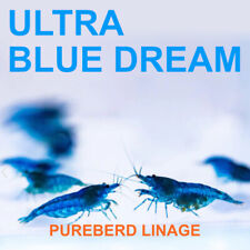 Ultra blue dream for sale  Frederick