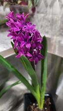 Fuchsia hyacinth flowering for sale  Macon