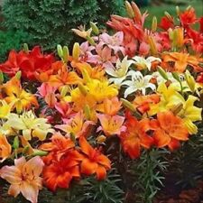Mixed asiatic lilies for sale  Gettysburg