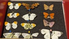 Specimen european butterflies for sale  WOLVERHAMPTON