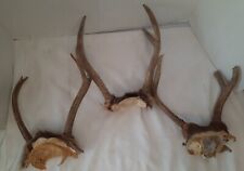 Deer antler skull for sale  Carriere