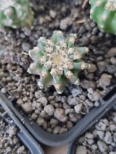 Discocactus horstii very rare plant hybrid astrophytum ariocarpus rare  for sale  Shipping to South Africa