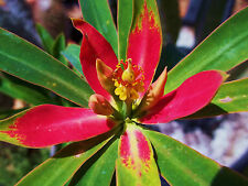 Euphorbia punicea jamaican for sale  Miami