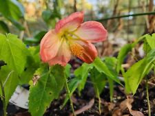 Abutilon hybrid lucky for sale  Old Town