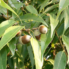 Quercus myrsinifolia chêne d'occasion  Pouzauges