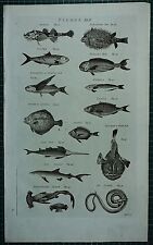 1786 print fishes for sale  YORK