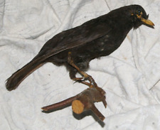 Taxidermie merle ancien d'occasion  France