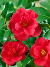 Camellia japonica marywilliams gebraucht kaufen  Westerstede