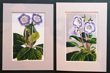 Pair Antique BOTANICAL Mounted Old Flower Prints GLOXINIAs Horto van Houtteano for sale  Shipping to South Africa