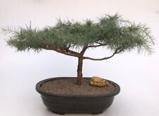 Deodar cedar bonsai for sale  Patchogue