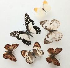 Butterfly collection set for sale  SLEAFORD