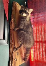 Racoon taxidermy mount for sale  New York