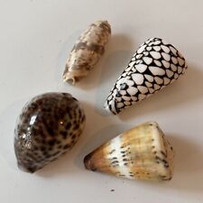 Vintage seashells shells for sale  CRANLEIGH