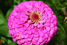 Zinnia pink fully for sale  Phoenix
