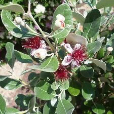 Feijoa sellowiana pot d'occasion  Luzech