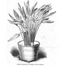 LONDON Strelitzia Reginae in Flower at Kew Gardens - Antique Print 1844, used for sale  Shipping to South Africa