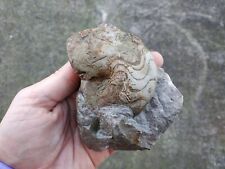 Fossile nautilus pseudaganides usato  Valdastico