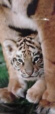 Tiger cub framed for sale  CORBY