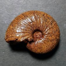 Taramelliceras holbeini fossil usato  Italia