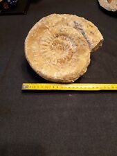 Ammonite fossile x usato  Pray
