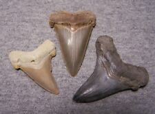 shark teeth for sale  Shipping to Ireland