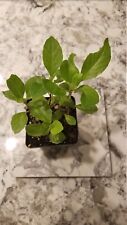 longevity spinach plant for sale  White Springs