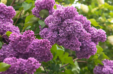Live lilac bush for sale  Saint Louis