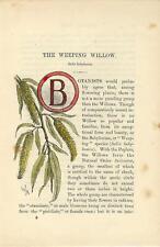 Stampa antica CAPOLETTERA B e SALICE PIANGENTE botanica 1890 Old Antique print usato  Lecco