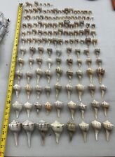 137 Lightening Whelk Sea Shells / Seashells / Conch Shells / Craft Shells for sale  Shipping to South Africa