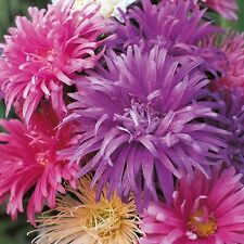 Aster ostrich callistephus for sale  DERBY