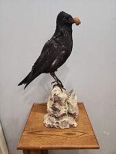 J104 carrion crow for sale  Hinton