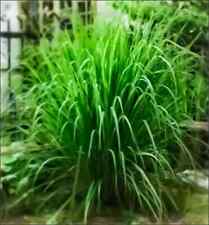 Used, Lemongrass Seeds - Non Gmo - Heirloom Seeds – Herb Seeds for sale  Shipping to South Africa