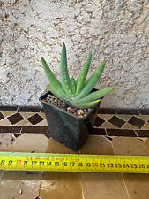Used, Aloe porphyrostachys ssp. kenenenii for sale  Shipping to South Africa