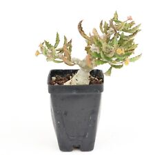 Euphorbia capsaintemariensis 6 for sale  Shipping to Ireland