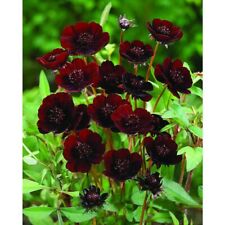 Usado, 1 pacote com 100 sementes raras de chocolate cosmos sementes de caliopsis Coreopsis S036 comprar usado  Enviando para Brazil