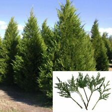 Used, 15 Leyland Cypress 6-7" Tree Cuttings Privacy Screen 3-5 FT/year Fast Growing for sale  Shipping to South Africa