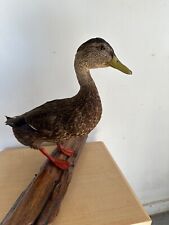 Black duck taxidermy for sale  Hamilton