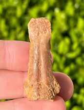 Fossil dinosaur bone for sale  Coppell