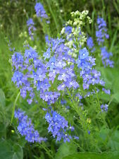 Veronica teucrium grosser gebraucht kaufen  Bad Kissingen