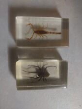 Araignée scorpion d'occasion  Bretignolles-sur-Mer