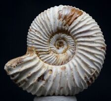 Rare ribbed ammonite for sale  Tucson