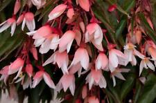 Begonia trailing starshine for sale  UK