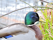 Pure mallard duck for sale  NEWRY